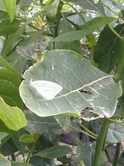Leptophobia
