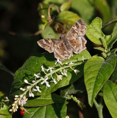 Systasea pulverulenta