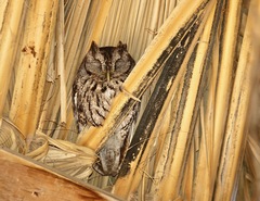 Megascops asio mccallii