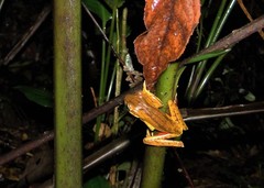 Boana bischoffi