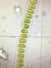 Ulothrix