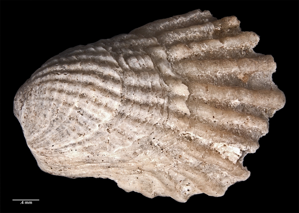 Kidderia costata
