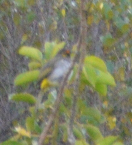 Pycnonotus bimaculatus