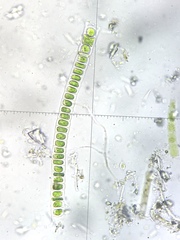 Ulothrix