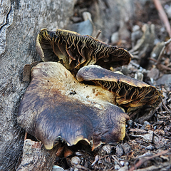 Omphalotus olivascens