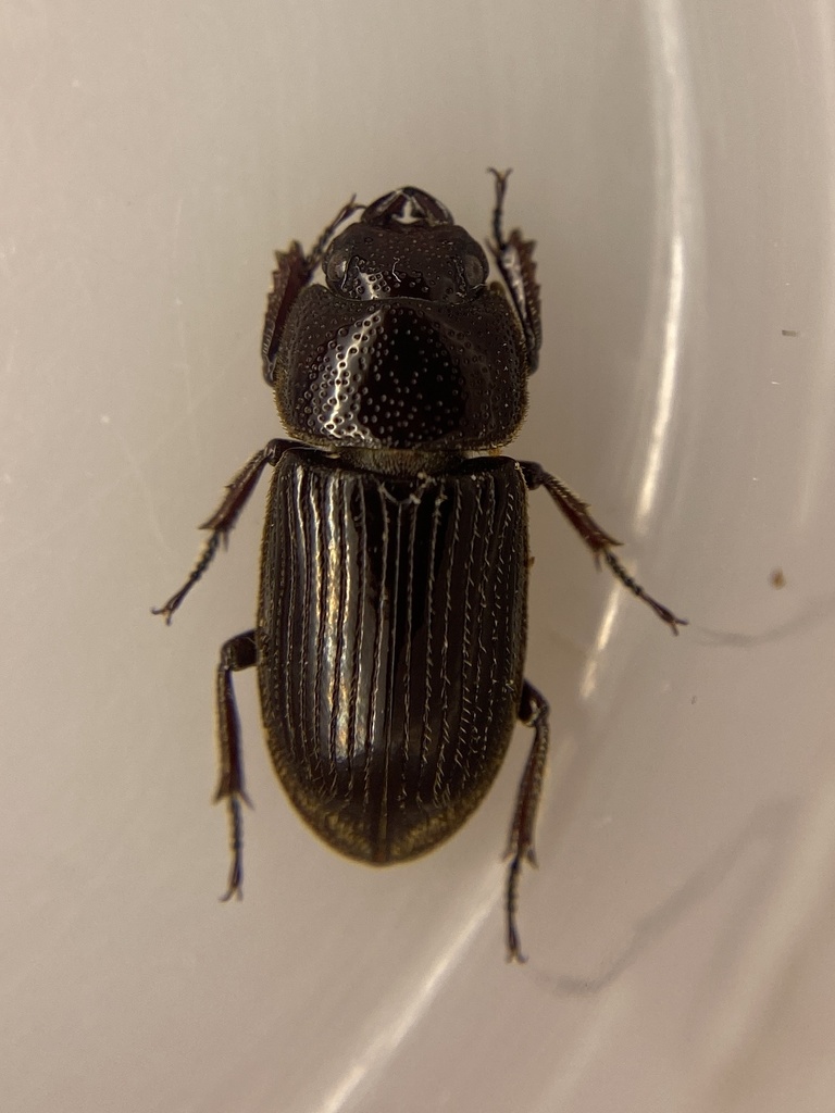 Aegus adelphus from Indonesia on February 8, 2026 at 04:18 PM by ...