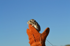 Dipodomys deserti