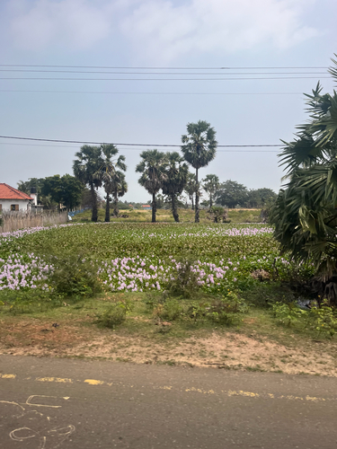 common water hyacinth