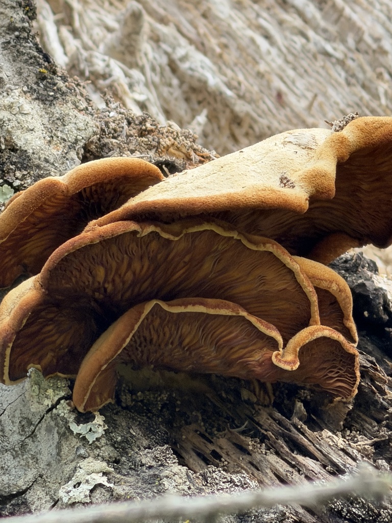 Phyllotopsis nidulans · February 2026 · photo: © irinamitine (iNaturalist, cc-by)