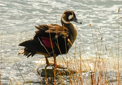 Speculanas specularis