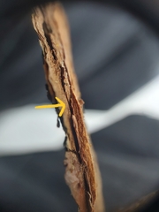 Chaenothecopsis marcineae