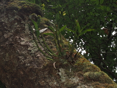 Dendrobium falcorostrum, photograph (c) Lucas Christofides, some rights reserved (CC BY)