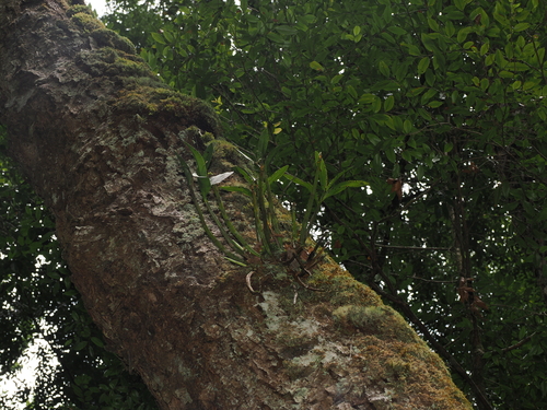 Dendrobium falcorostrum, photograph 6