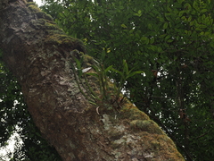 Dendrobium falcorostrum, photograph (c) Lucas Christofides, some rights reserved (CC BY)
