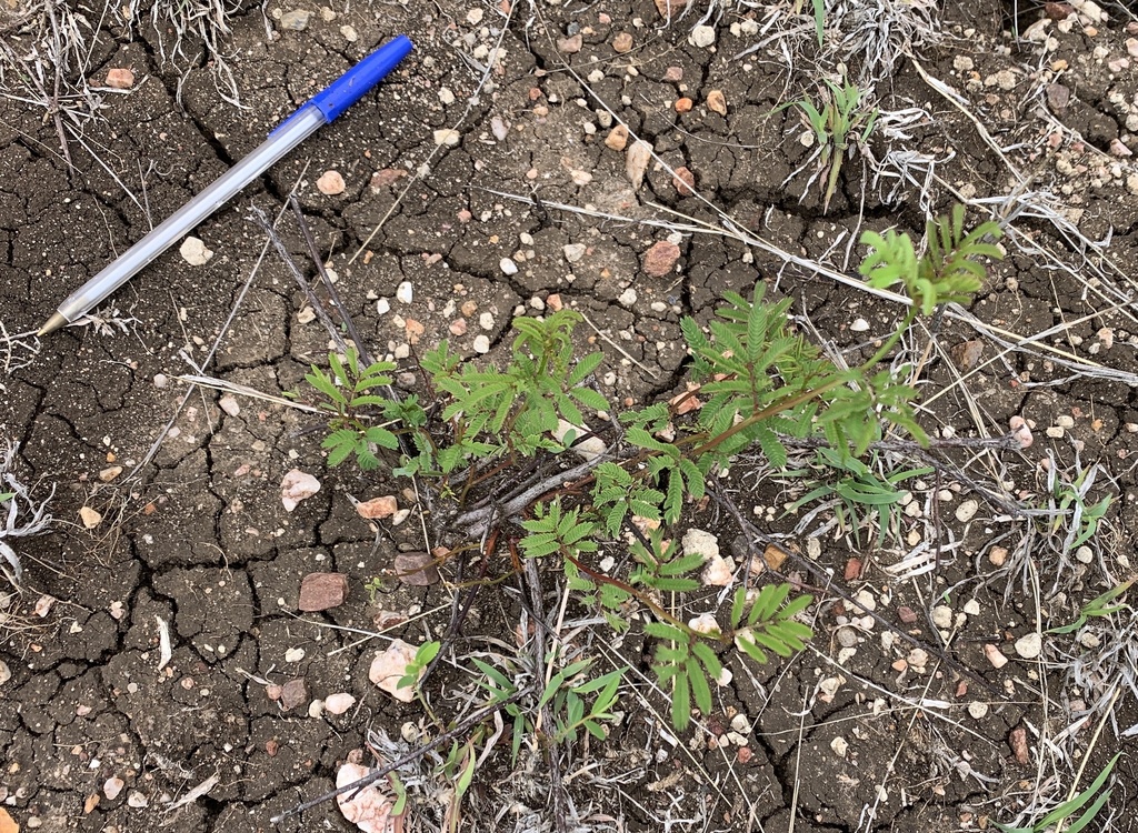 Desmanthus pubescens