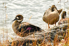 Speculanas specularis