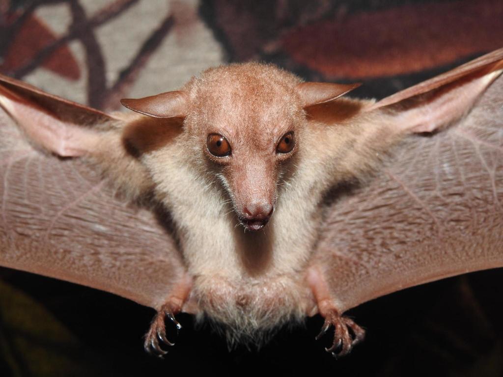 Southern Blossom Bat