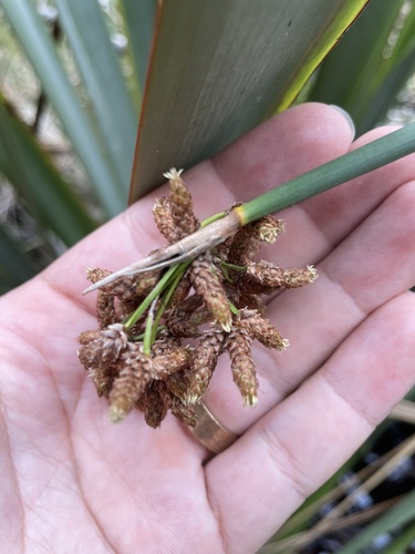 soft-stemmed bulrush (Schoenoplectus tabernaemontani)