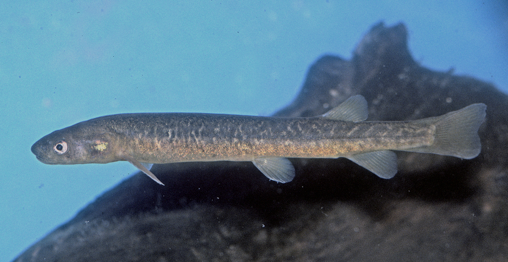 Kosciuszko Galaxias