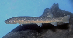 Kosciuszko Galaxias photo 1