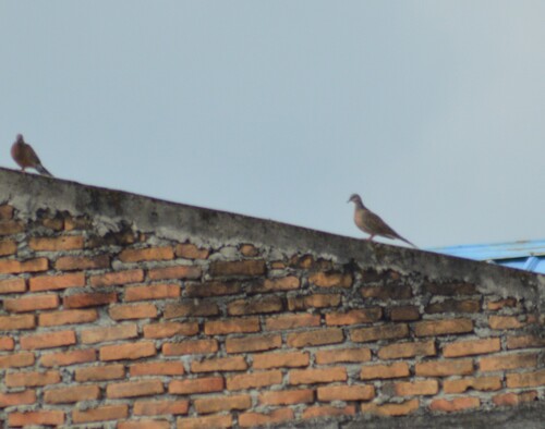 Spilopelia chinensis
