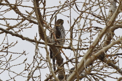 Accipiter cooperii