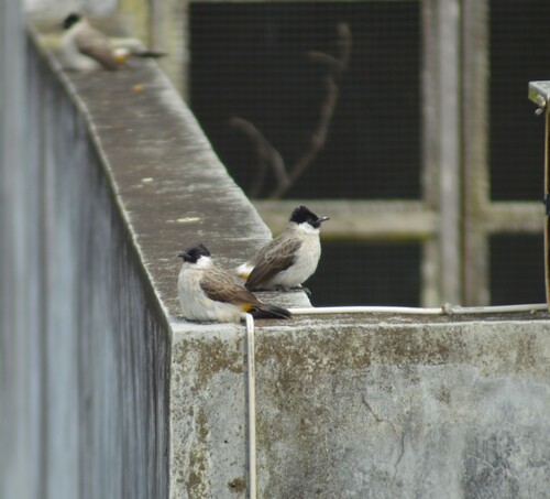 Pycnonotus aurigaster