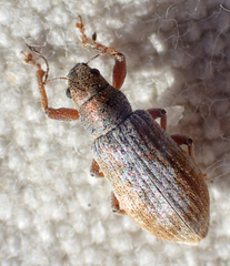 Pachyrhinus californicus
