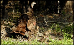 Meleagris gallopavo osceola