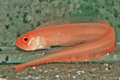 Australian Bandfish photo 1