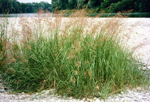 Calamagrostis pseudophragmites