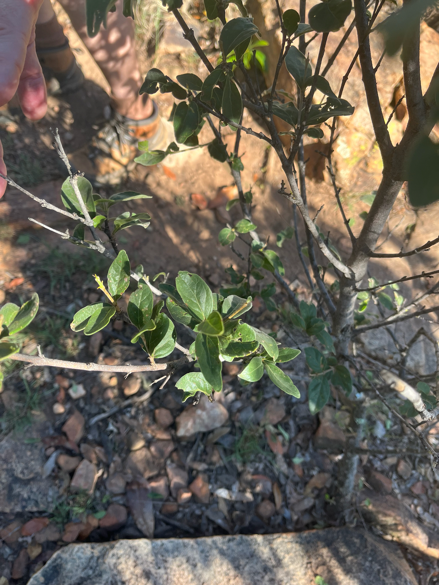 Imagem de Afrocanthium gilfillanii