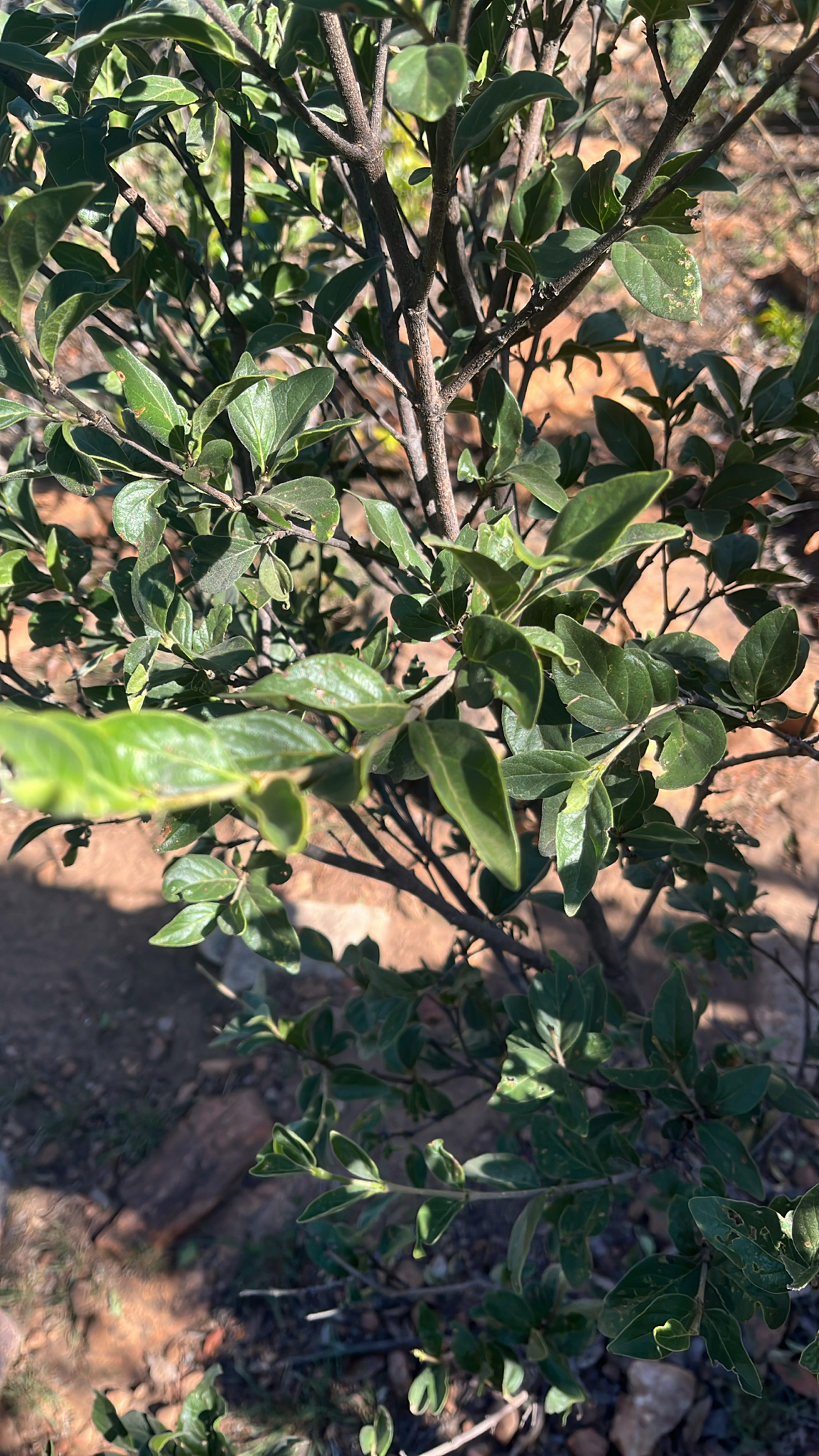 Imagem de Afrocanthium gilfillanii
