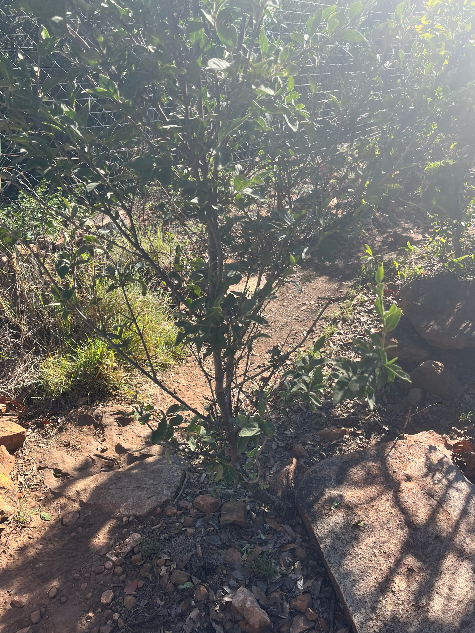 Imagem de Afrocanthium gilfillanii
