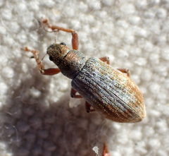 Pachyrhinus californicus