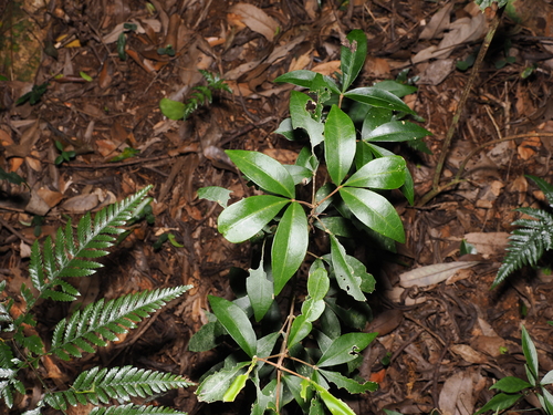 corky acronychia (Acronychia suberosa)