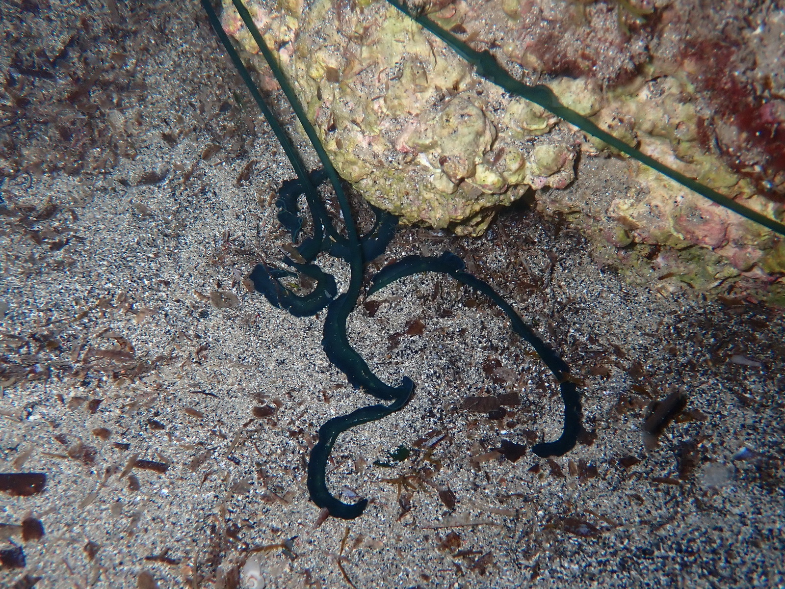 Bonellia viridis Rolando, 1822