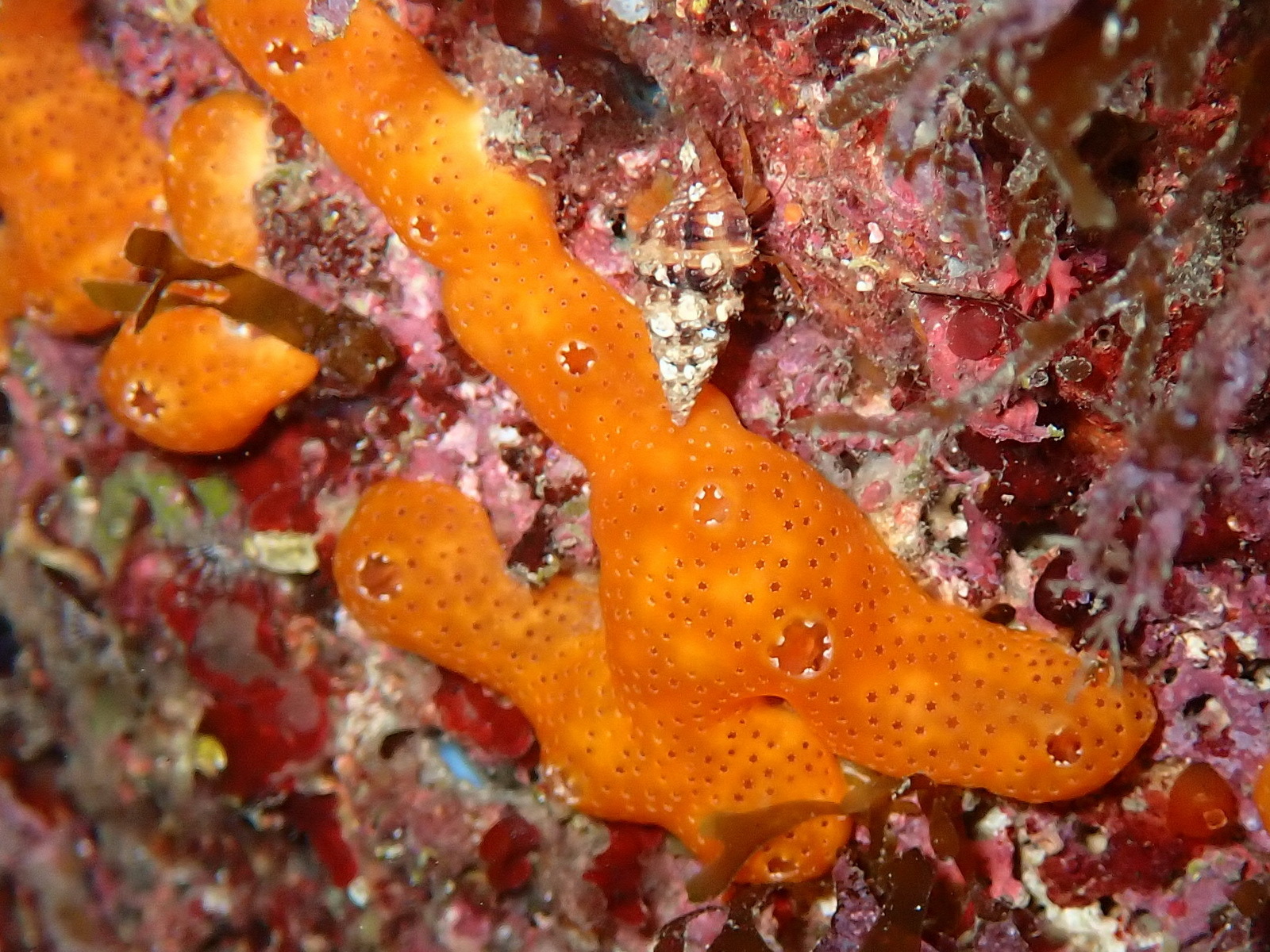 Polysyncraton lacazei (Giard, 1872)