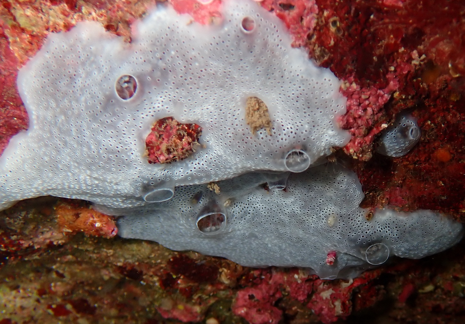Diplosoma spongiforme (Giard, 1872)