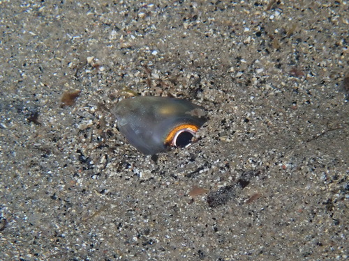 Baleares conger (Ariosoma balearicum) — Congridae — 3