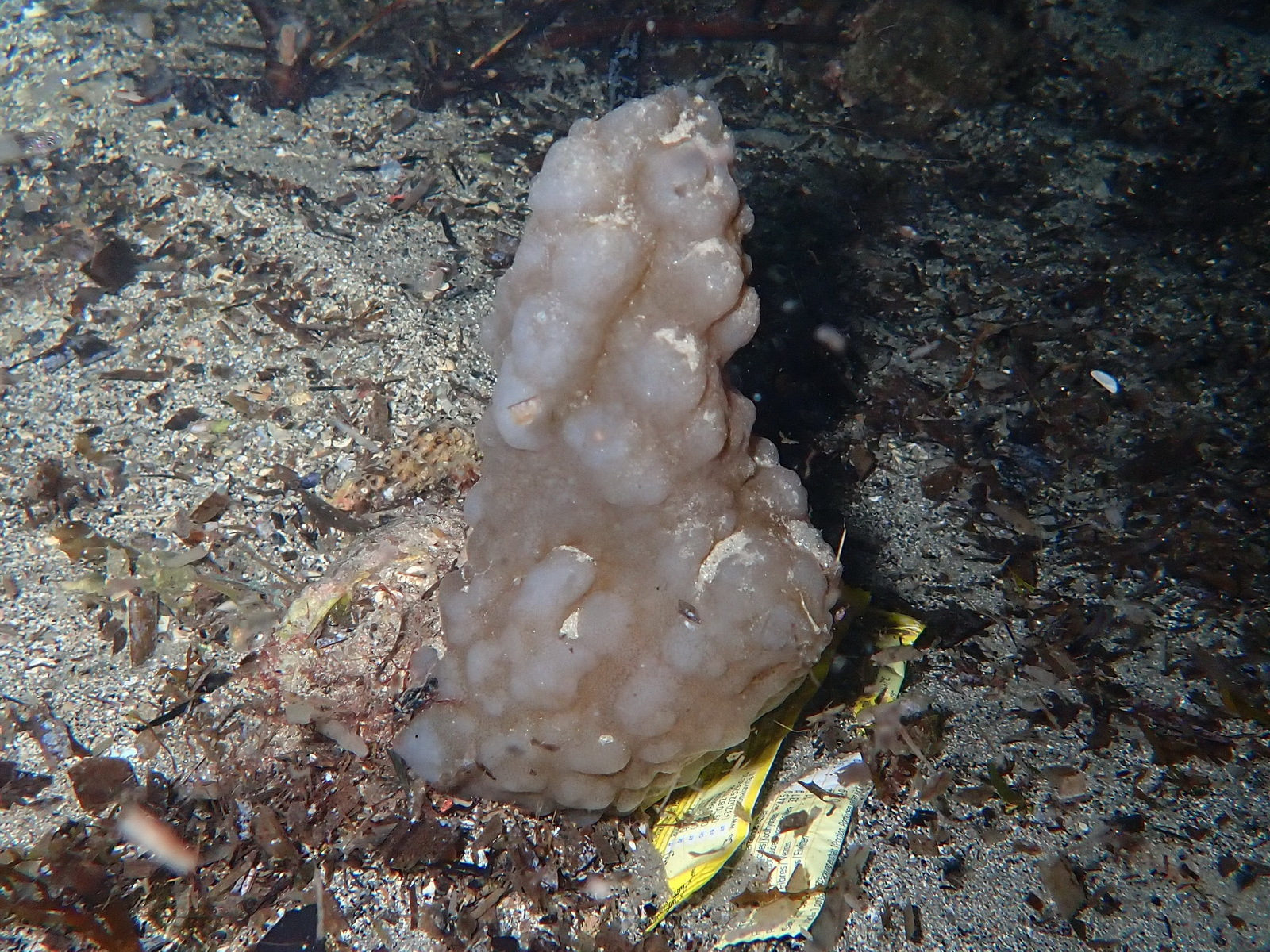 Phallusia mammillata (Cuvier, 1815)