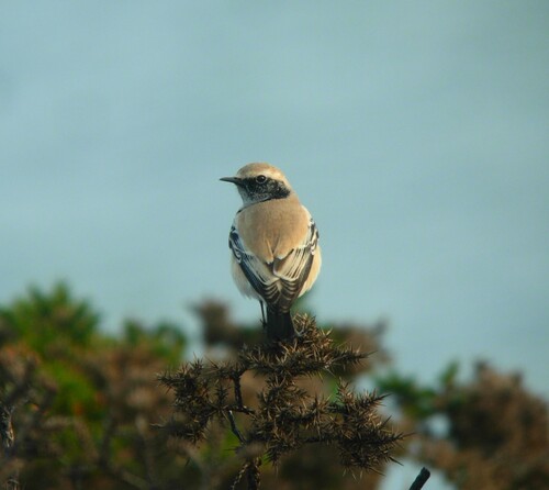 Desert Wheatear, Bray Head, photo 8 of 10
