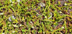 Kelleria laxa
