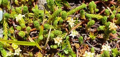 Kelleria laxa