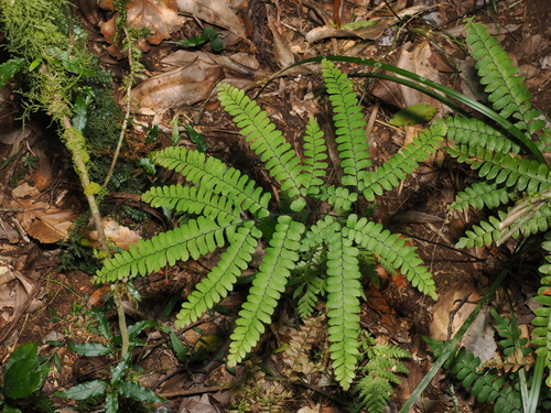 forest maidenhair fern (Adiantum silvaticum)