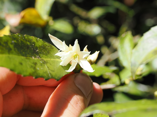 Doryphora sassafras (Doryphora sassafras)