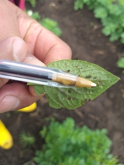 Bactericera cockerelli