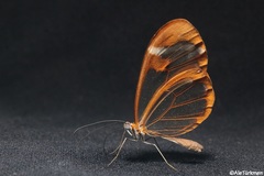 Greta morgane morgane