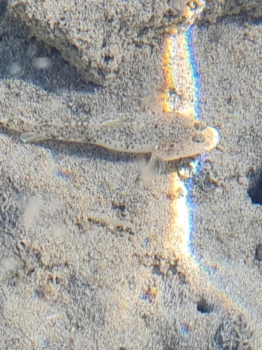 Longfinned goby (Favonigobius lateralis) — Gobiidae — 3