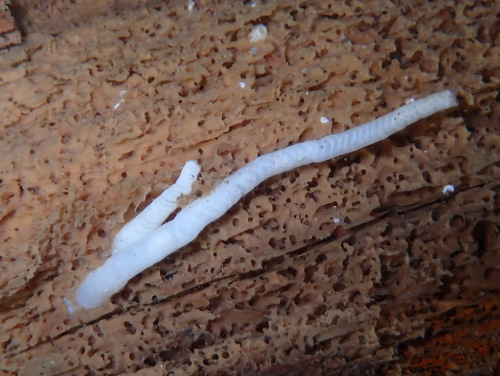 Teredo navalis observed 2026-02-07